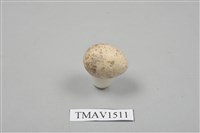 藏品(紅頭伯勞卵)的圖片